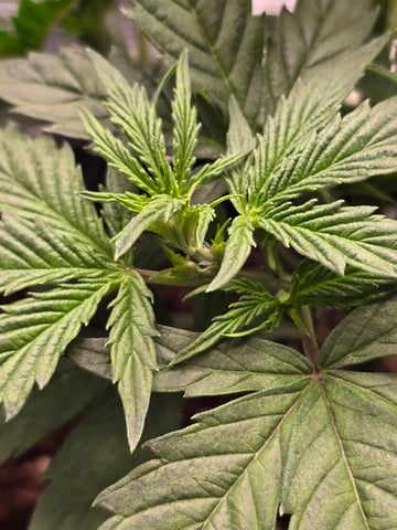 blue dream auto — vegetative, day 27