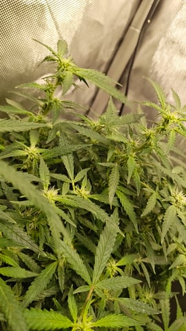 Last girls got kicked. — flower, day 99