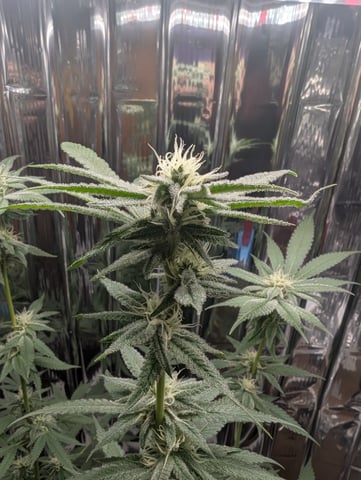 B E A utiful  — flower, day 93