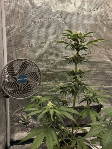 Mimosa Sunrise XXL 3x3 tent — flower, day 36