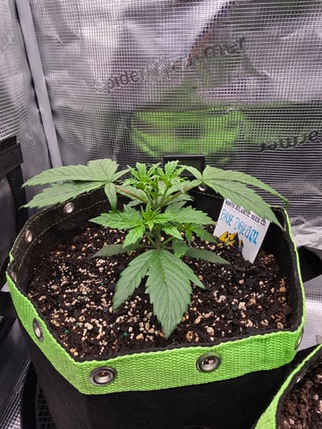 blue dream auto — vegetative, day 22