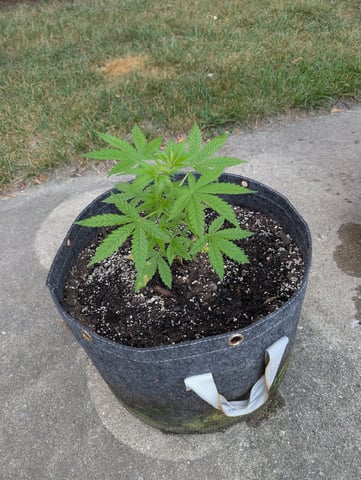 Gorilla Cookies Auto — vegetative, day 29