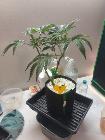 Mainely Genetics Micro Pheno Hunt — flower, day 46