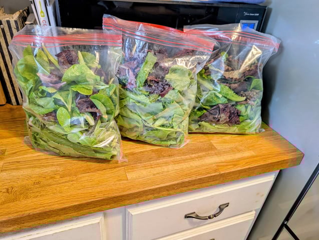 outdoor hydro ladder — vegetative, day 37