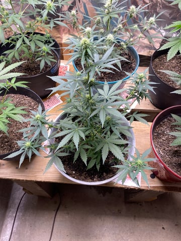 Rainbow Mints — flower, day 16