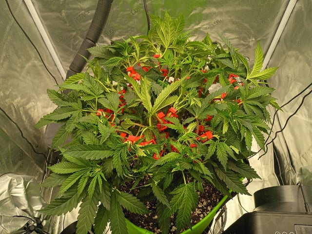 FastBuds Photo-Lemon Mandarin  — vegetative, day 61