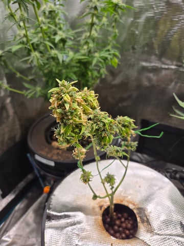1st Grow — flower, day 114