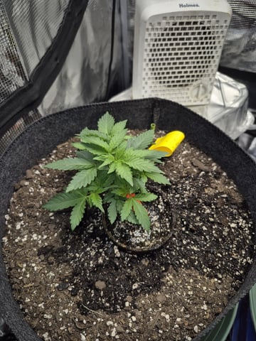 Grow 1 2026 Dream Widow — vegetative, day 33