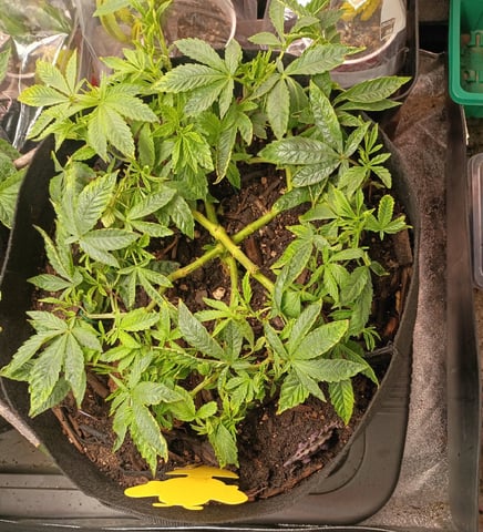 Purple Plum Perfect 💜 & 2 Grape Runtz 🍇 Mainlining garden.  — vegetative, day 140