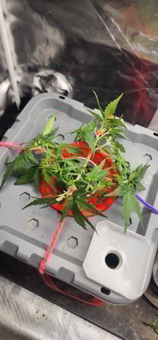 El Chemi Kiwi autoflower  — vegetative, day 23