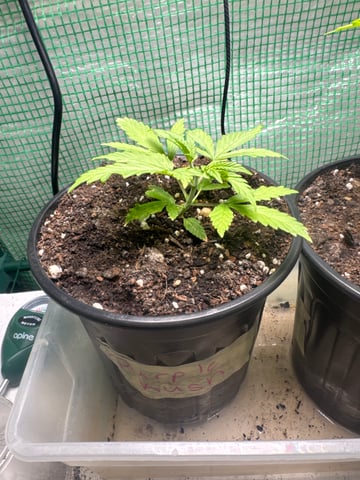 first indoor — vegetative, day 25