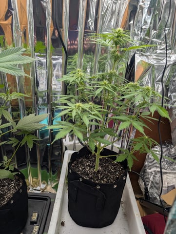 Zkittlez (Auto) — flower, day 56