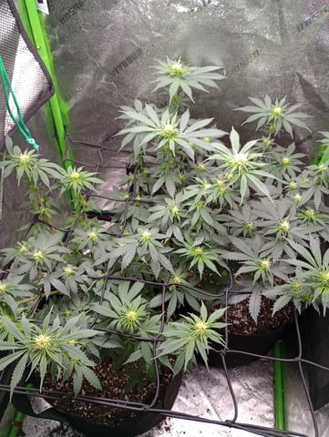 All Aboard!!! — flower, day 83