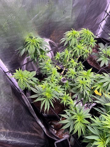 Blue Dream Feminized  — vegetative, day 93