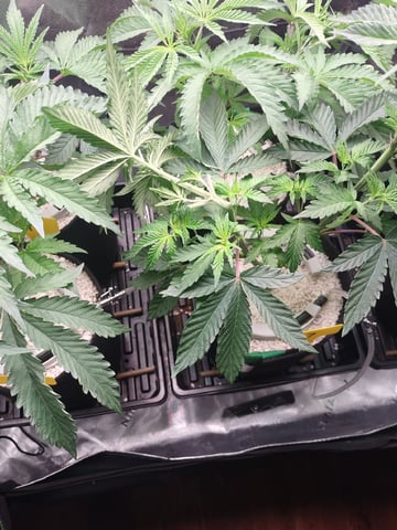 Mainely Genetics Micro Pheno Hunt — flower, day 40