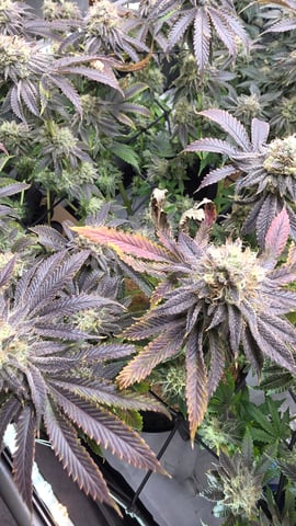 ethos genetics  — flower, day 114