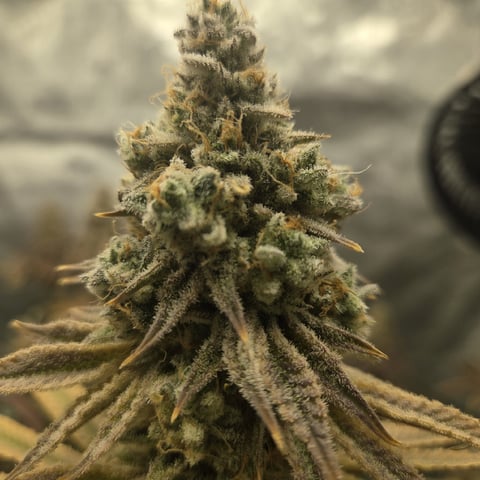 Skunk #1 — flower, day 159