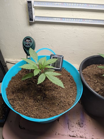 Apple Betty — vegetative, day 5
