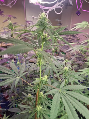 III — flower, day 134