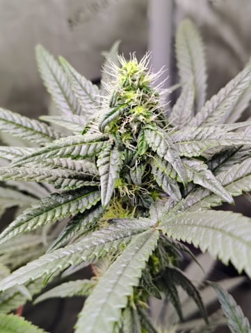 Athena Run  — flower, day 73