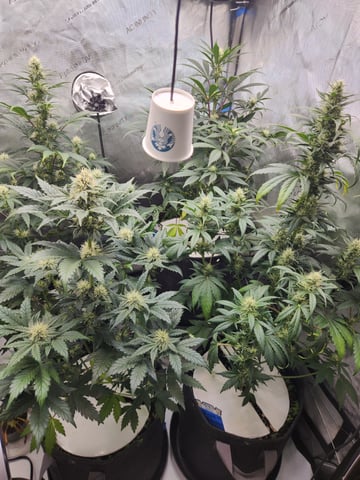 Rings of Saturn & Ghostboosters - Apollo Haze Artisanal Line — flower, day 53