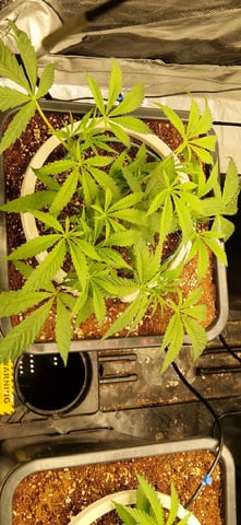 New Strains — vegetative, day 40