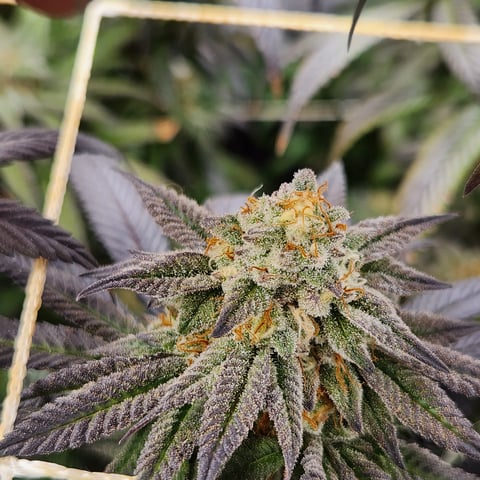 true genetics  — flower, day 75