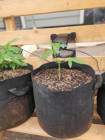 Making Crosses  — vegetative, day 54