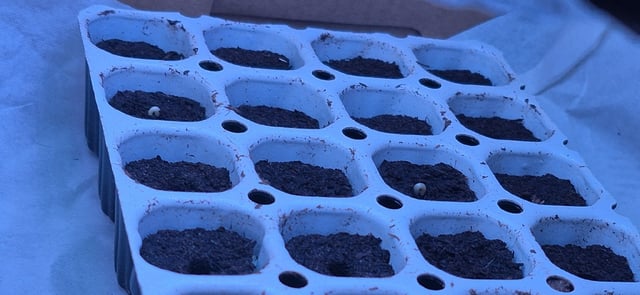 3x Strains — germination, day 5