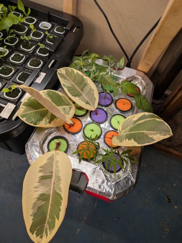 See what grows — vegetative, day 201