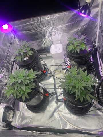 1st Ever Grow (Fat Bastard)(RDWC)  — vegetative, day 46