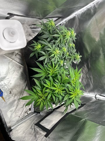 first grow — vegetative, day 55
