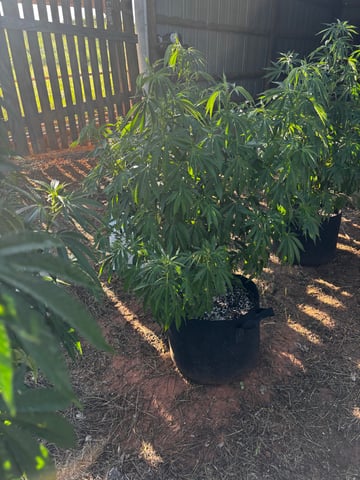 Outdoor Grow — vegetative, day 86