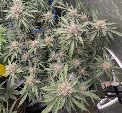 Mixed Grow — flower, day 76
