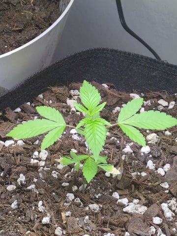 Audrey III — vegetative, day 41