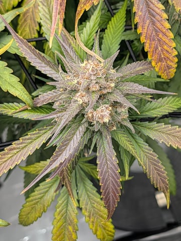 Grow #4 — flower, day 85