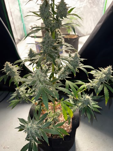 white runtz auto flower — flower, day 74