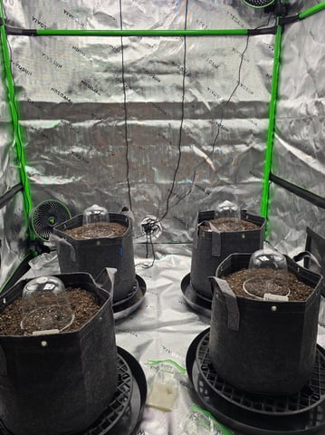 Autos — germination, day 1