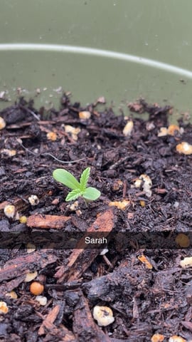 ViB3s — grow_setup, day 10