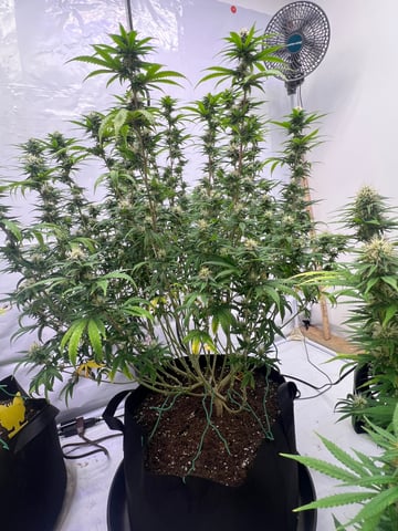 Indoor Grow  — flower, day 75