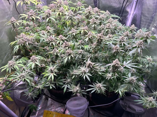 Blue Dream Feminized  — flower, day 145