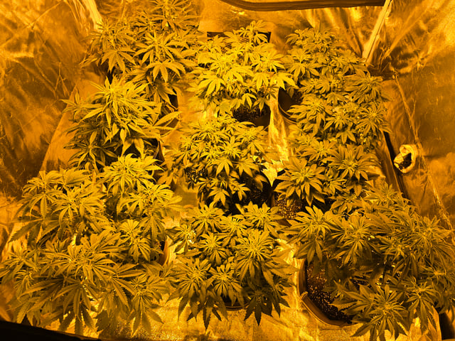 2nd Autoflower Indoor Grow — flower, day 43