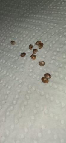 Frosted_Resin89