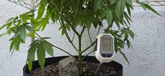 Mystery Weed Plant — vegetative, day 86