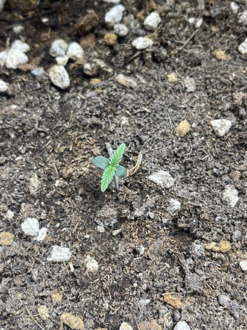 3x3 Grow — flower, day 12