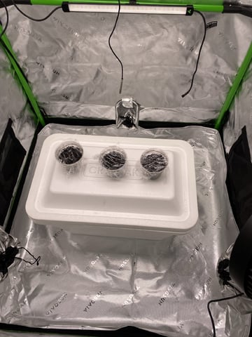 Ice Cream Cake  — germination, day 3
