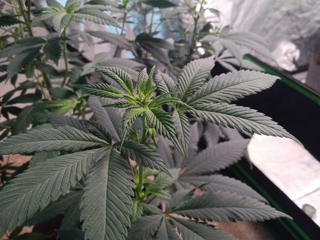 Fruity Pebbles OG (photo) & Oreos (photo) — flower, day 54