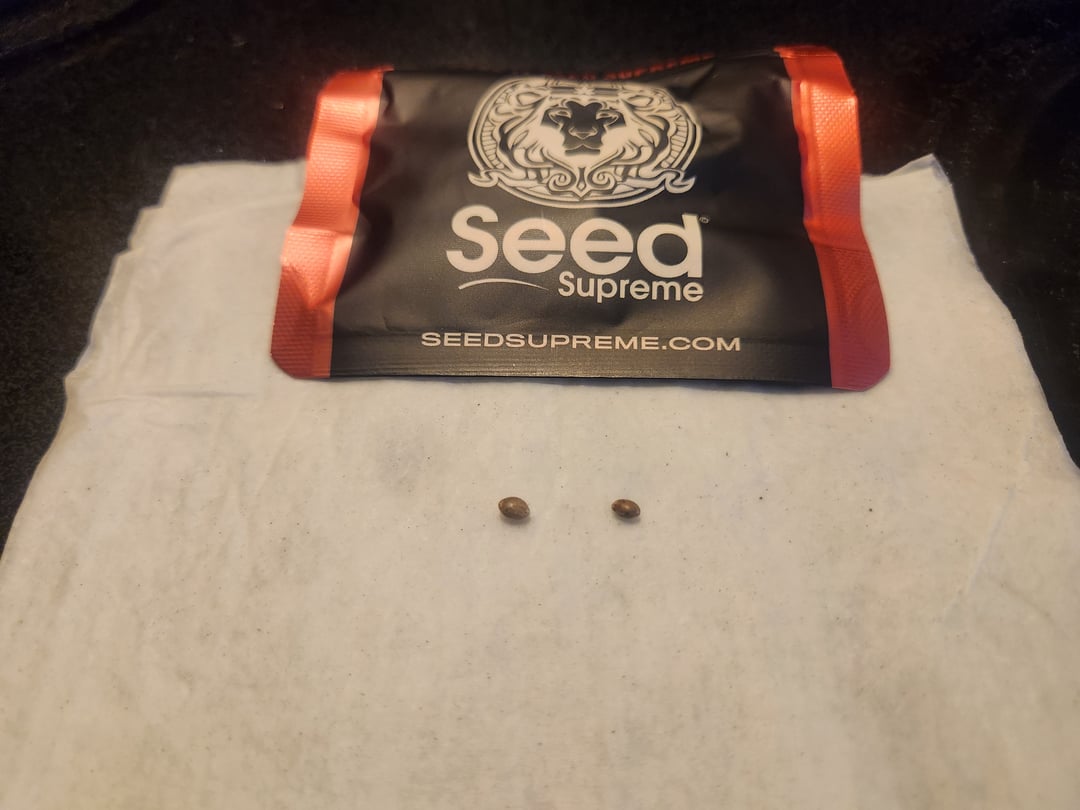 Sour Diesel (started Aug 30th 2025)