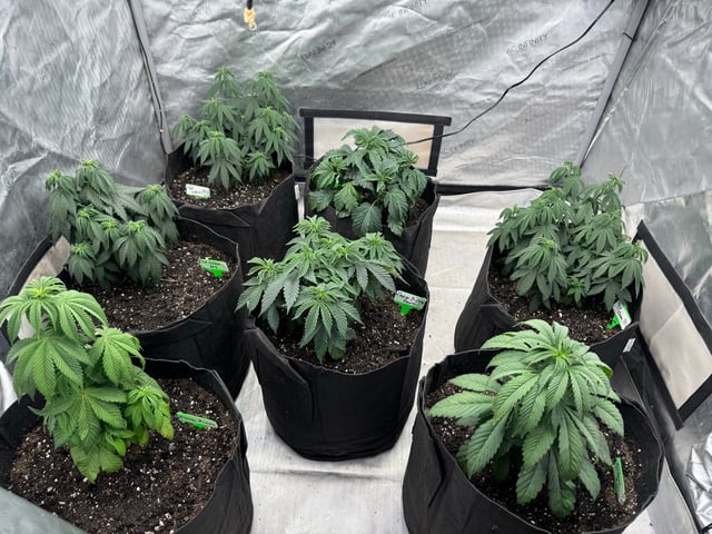 PBB and SN — vegetative, day 60