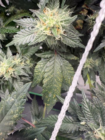 Green Gelato — flower, day 84